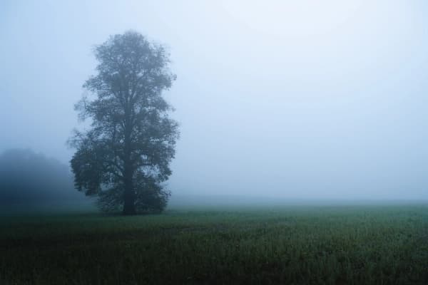 A Foggy Morning thumbnail