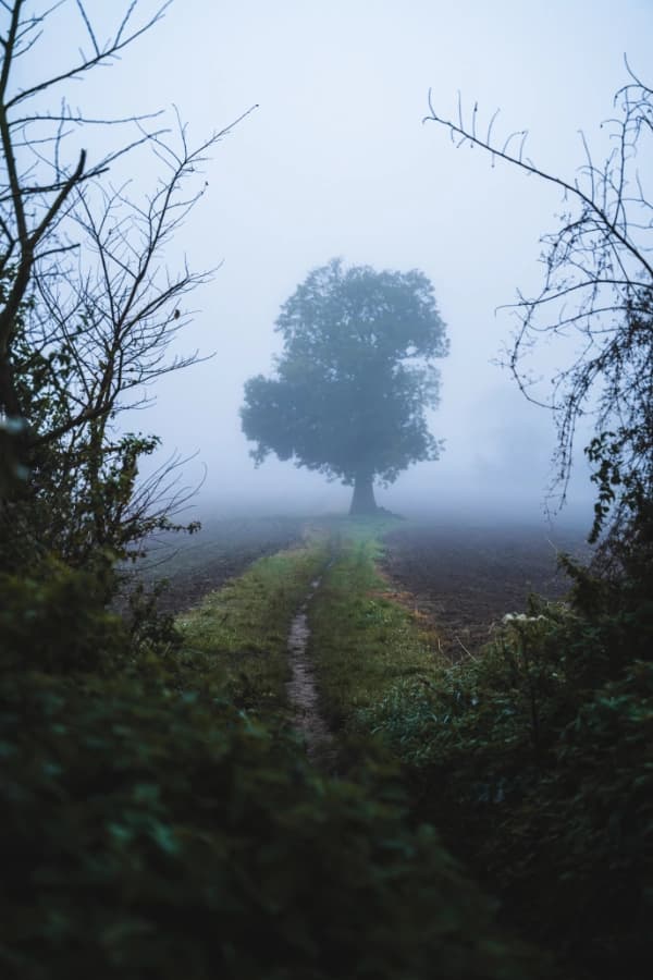 A Tree in Fog thumbnail