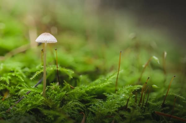 Macro category image