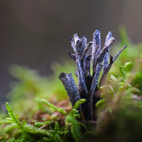 Black Candlesnuff thumbnail