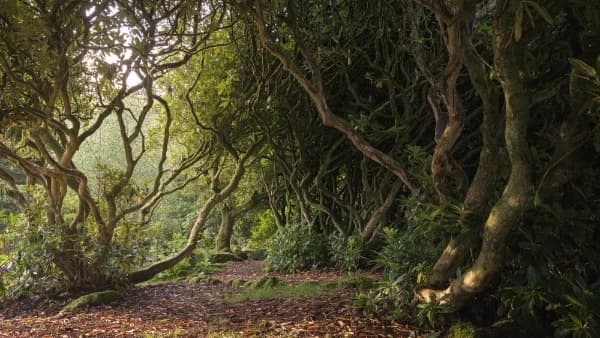 The Path Down to the River thumbnail