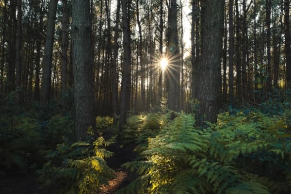 Standing in the Sun thumbnail