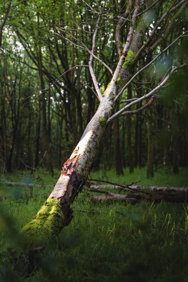 Sun Shining on a Silver Birch thumbnail