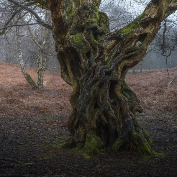 Tree of Skulls thumbnail