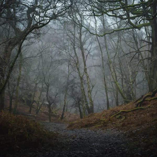 Woodland Passage 01 thumbnail