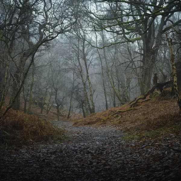 Woodland Passage 02 thumbnail