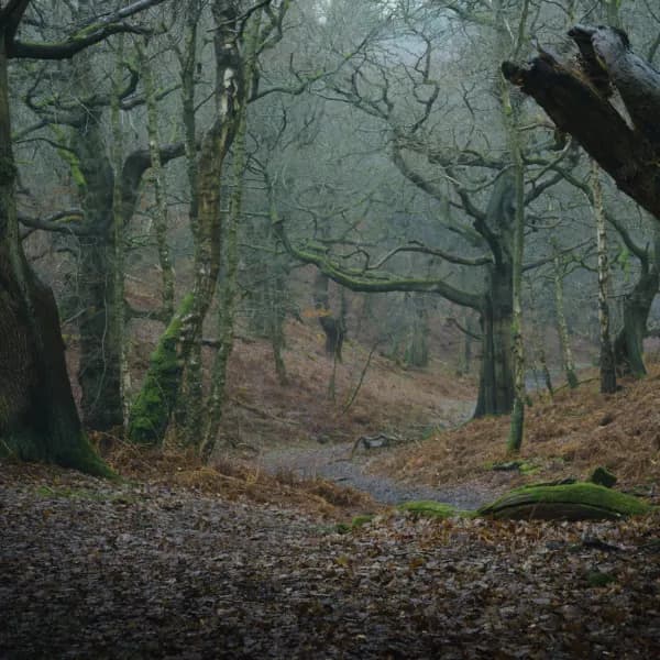 Woodland Passage 03 thumbnail