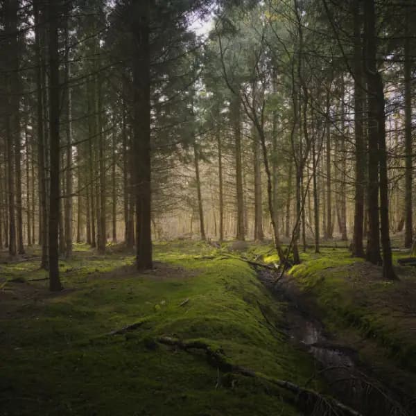 Monks Wood - Jan 2025 thumbnail